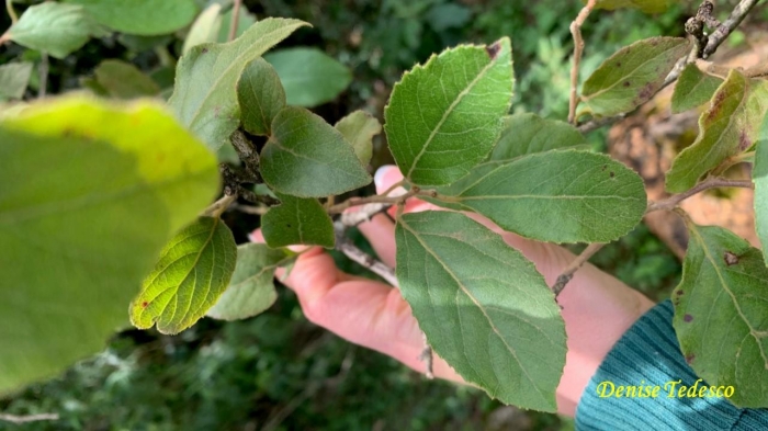 Xylosma ciliatifolia