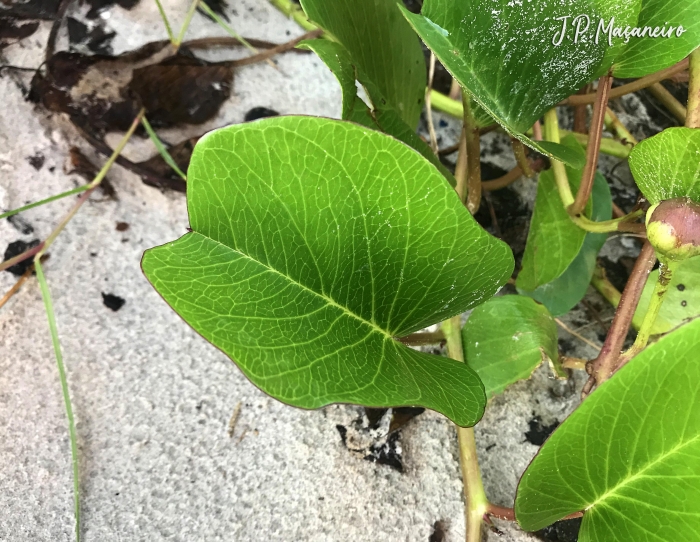 Ipomoea pes-caprae