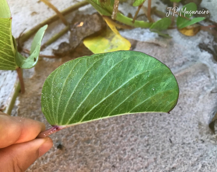 Ipomoea pes-caprae