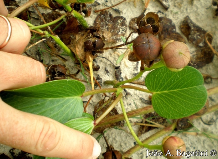 Ipomoea pes-caprae