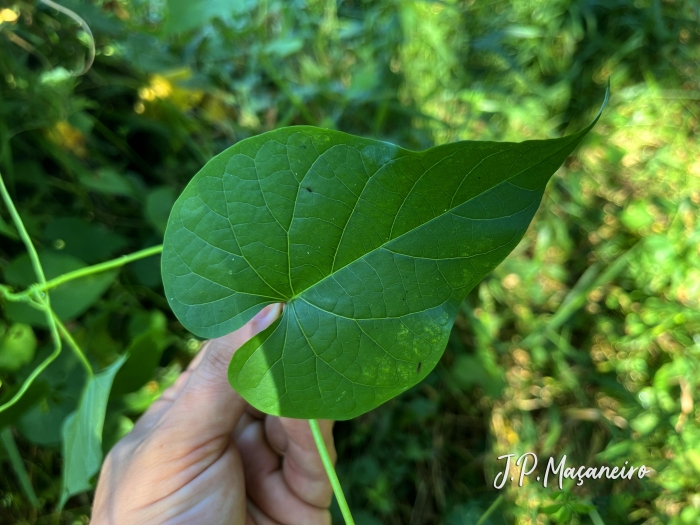 Ipomoea tiliacea