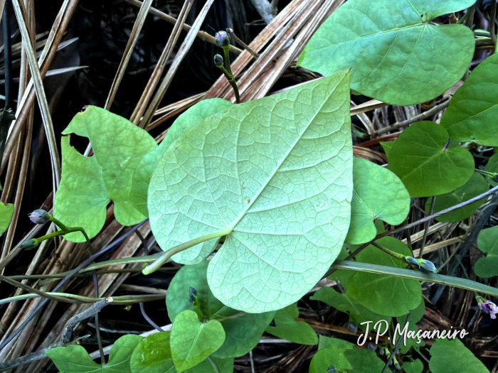 Ipomoea tiliacea