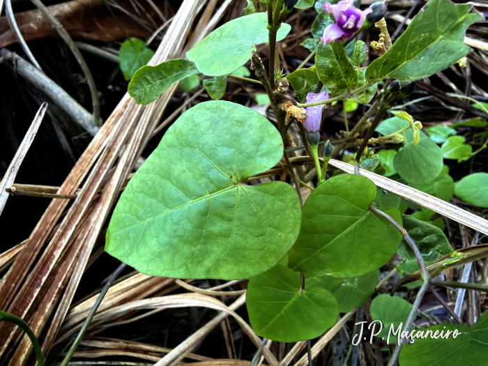 Ipomoea tiliacea