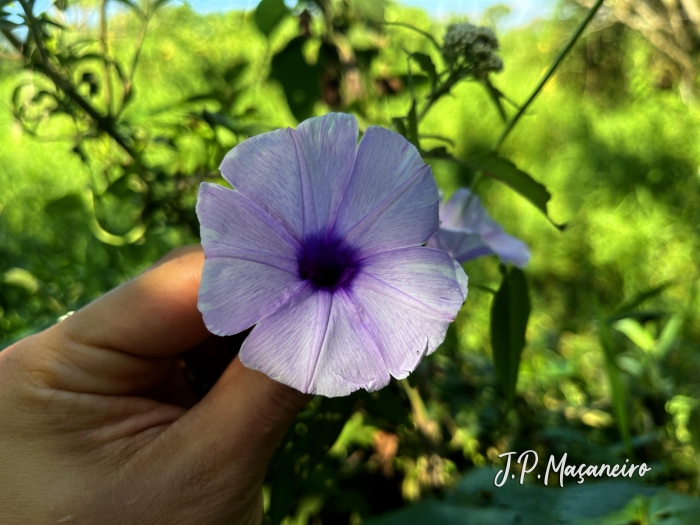Ipomoea tiliacea