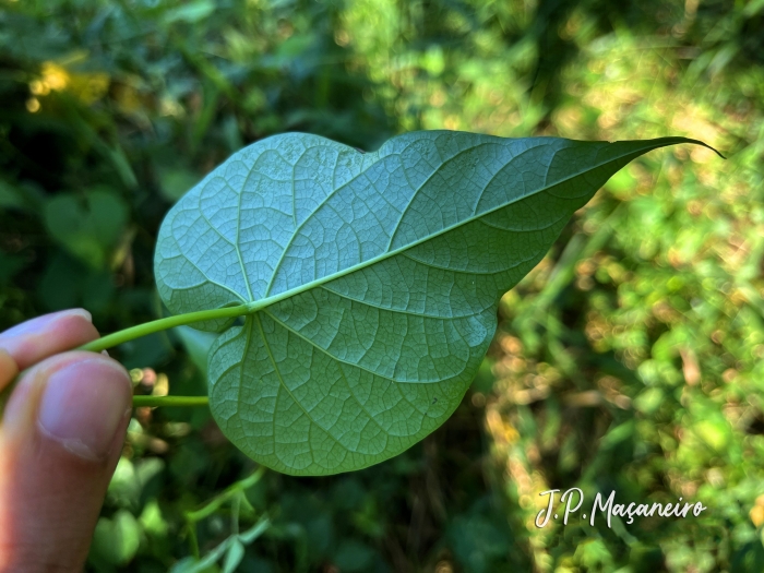 Ipomoea tiliacea