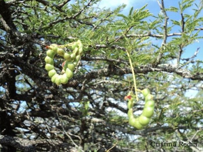Prosopis affinis
