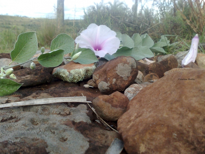 Ipomoea uruguayensis