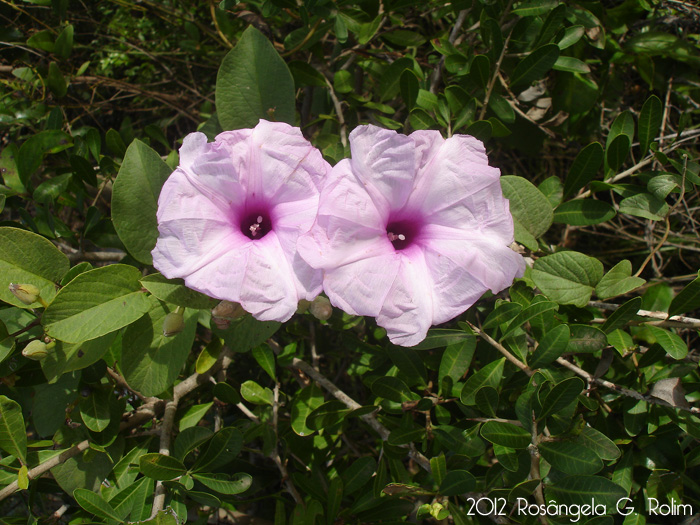 Ipomoea uruguayensis