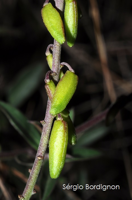 Monnina oblongifolia