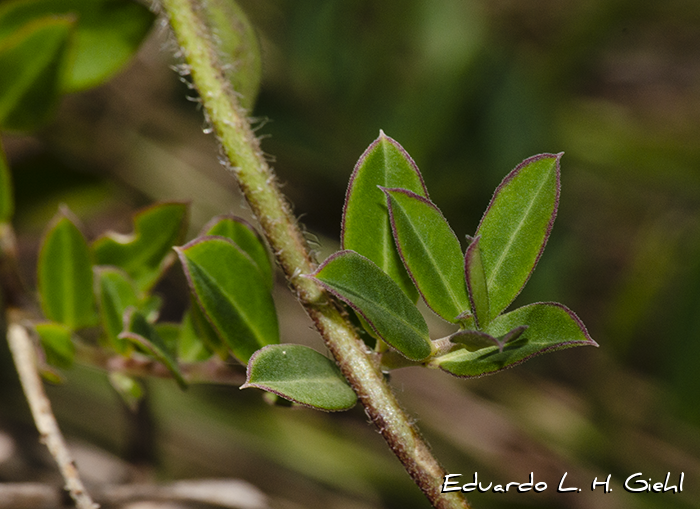 Monnina oblongifolia