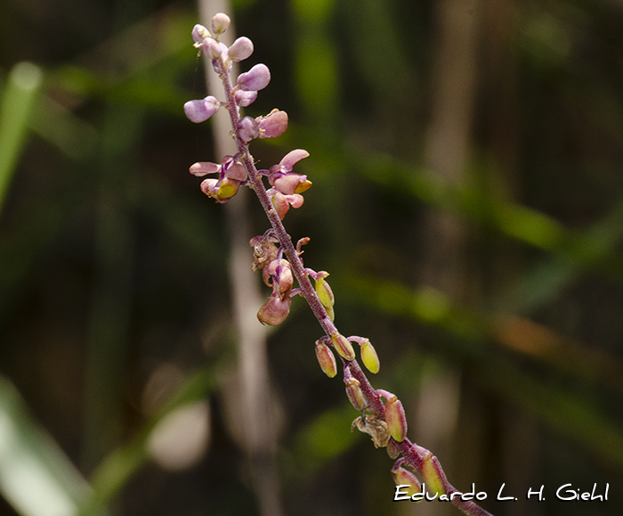 Monnina oblongifolia