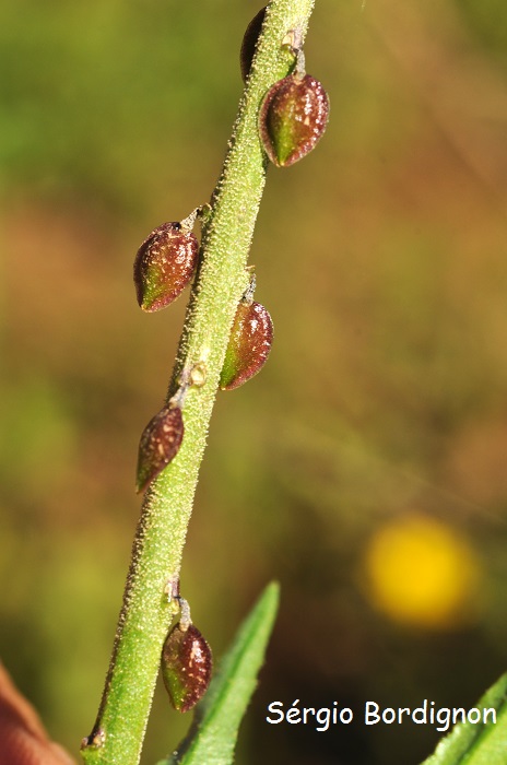 Monnina resedoides