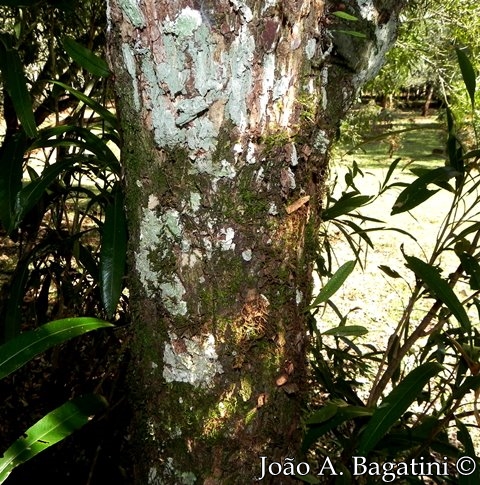 Pouteria salicifolia