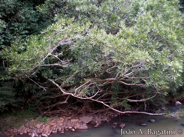 Pouteria salicifolia