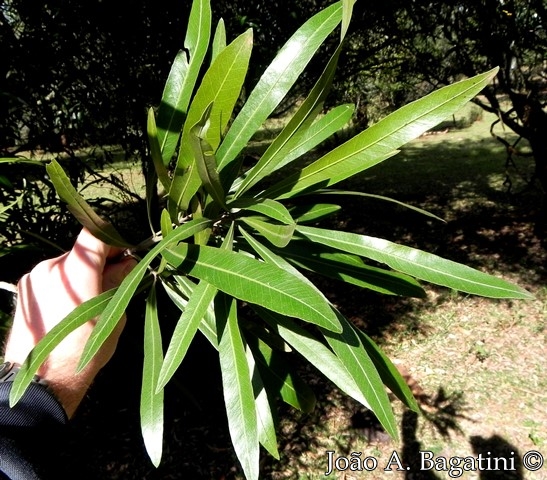 Pouteria salicifolia