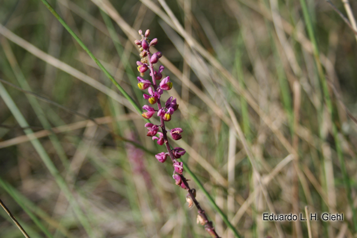 Monnina tristaniana