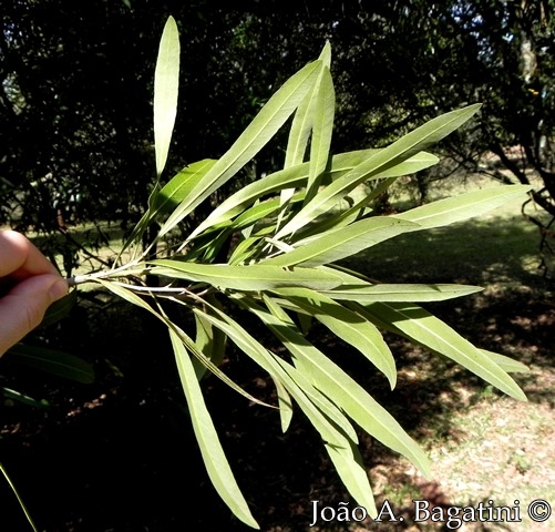 Pouteria salicifolia