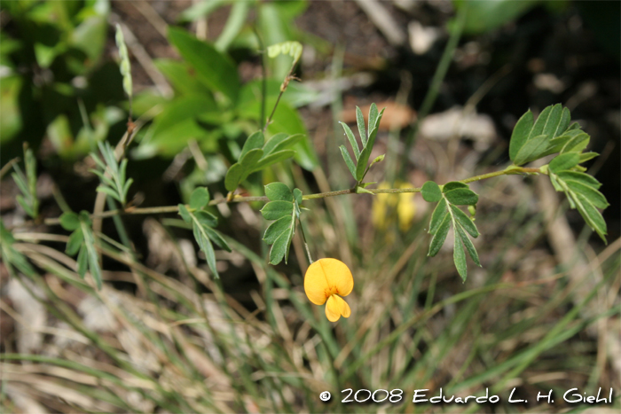 Aeschynomene falcata