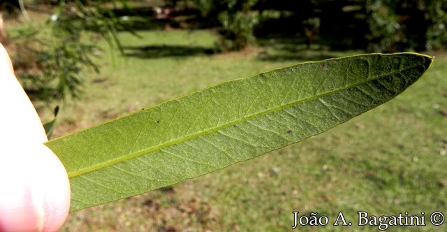 Pouteria salicifolia