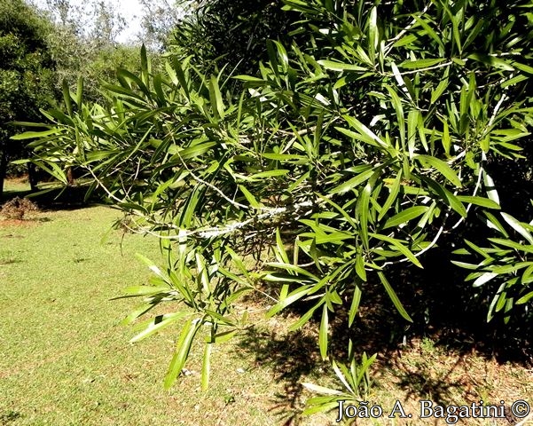 Pouteria salicifolia