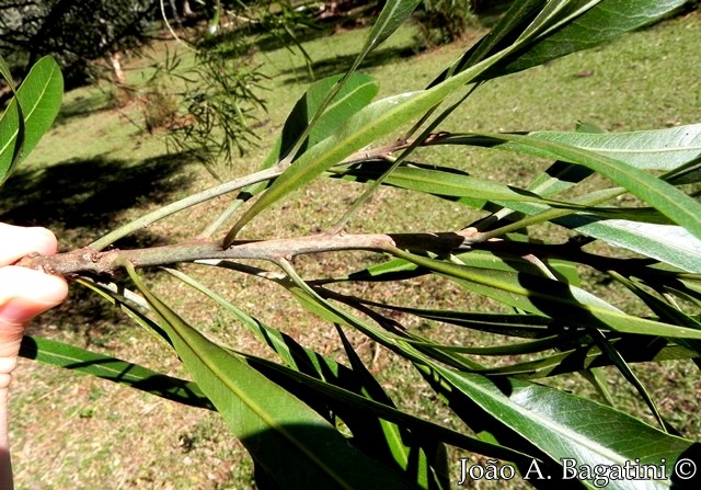 Pouteria salicifolia