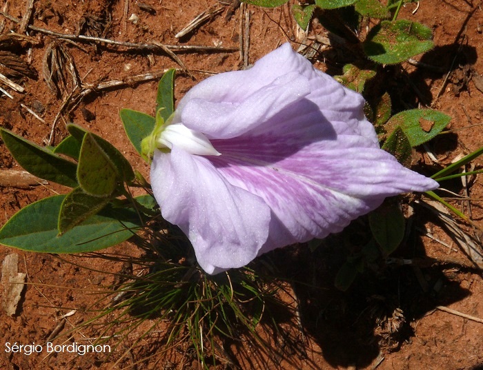 Clitoria nana