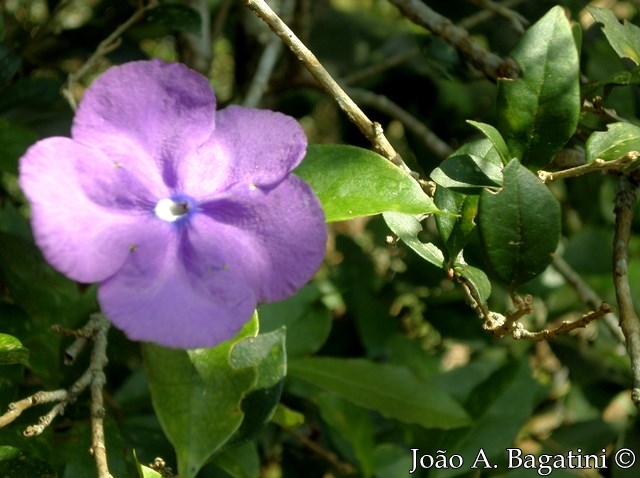 Brunfelsia cuneifolia