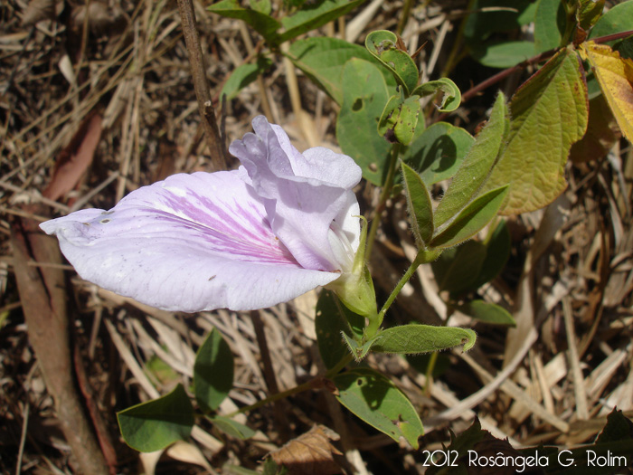 Clitoria nana