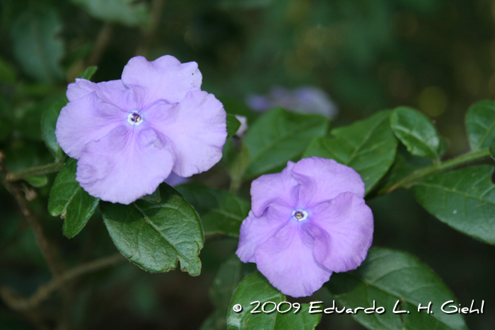 Brunfelsia cuneifolia