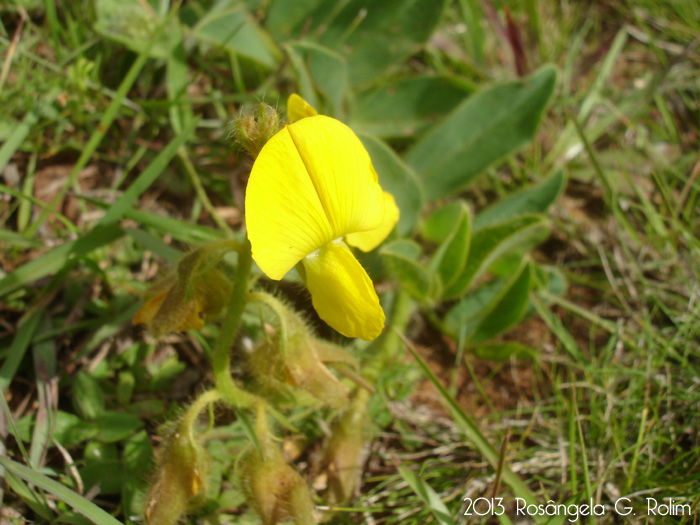 Crotalaria tweediana