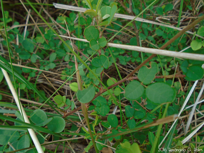 Desmodium adscendens