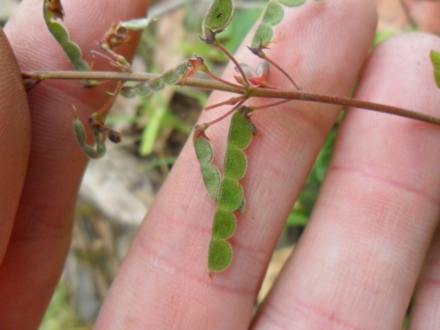 Desmodium adscendens