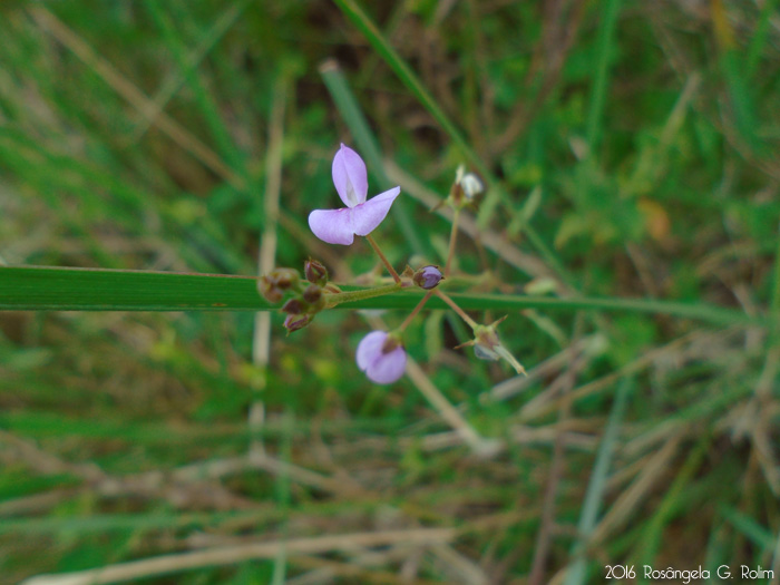 Desmodium adscendens