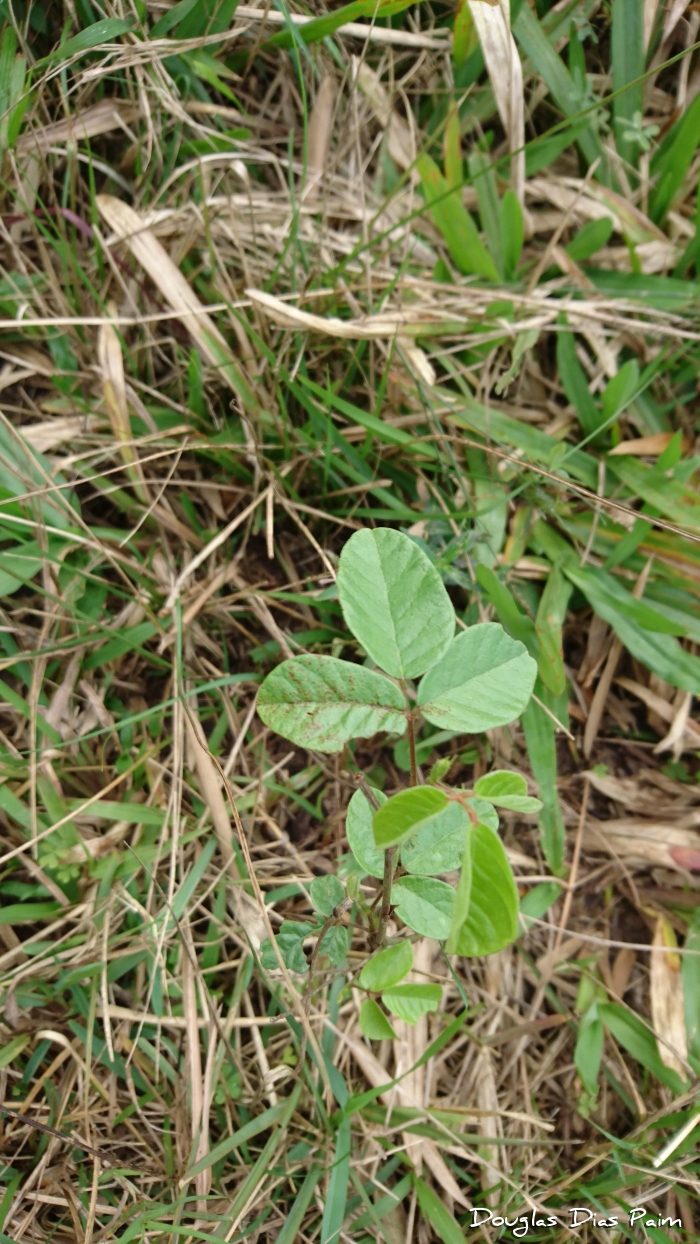 Desmodium adscendens