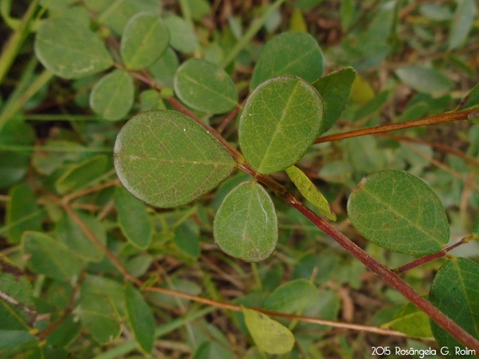 Desmodium adscendens