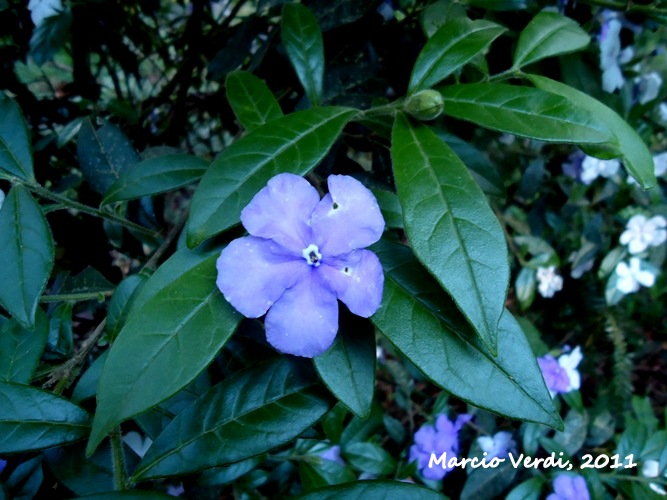 Brunfelsia cuneifolia