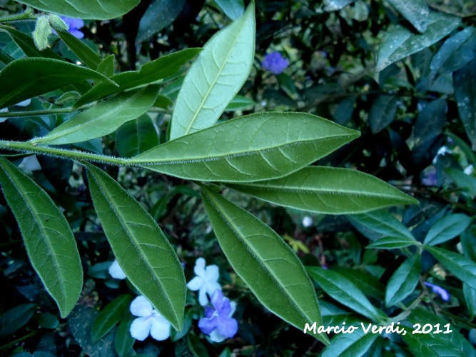Brunfelsia cuneifolia