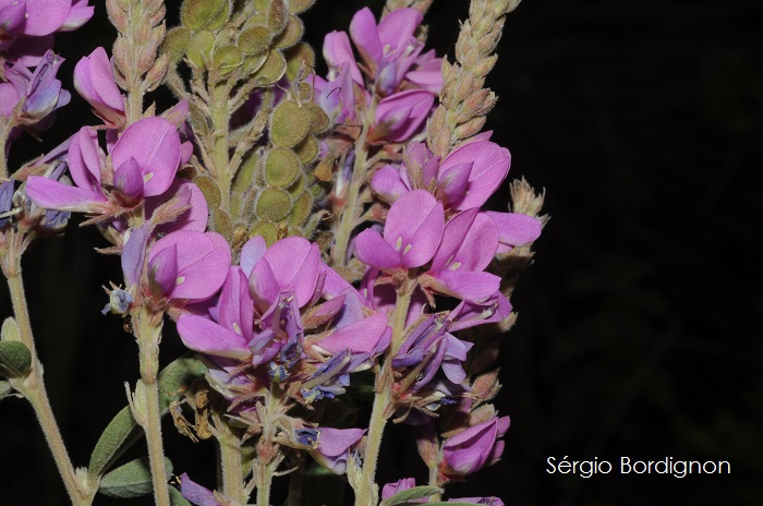 Desmodium cuneatum