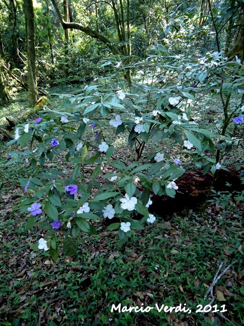 Brunfelsia cuneifolia