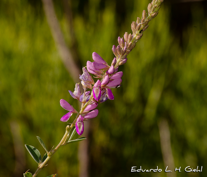 Desmodium cuneatum