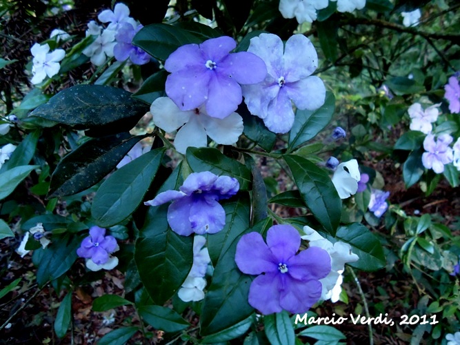 Brunfelsia cuneifolia