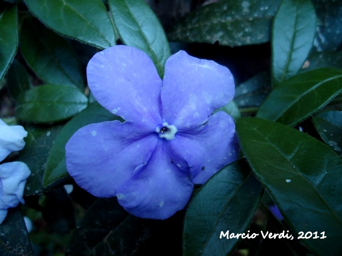 Brunfelsia cuneifolia