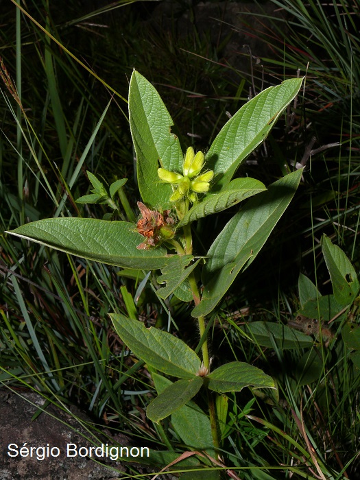 Eriosema tacuaremboense