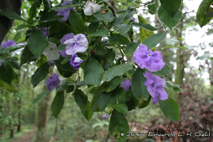 Brunfelsia cuneifolia