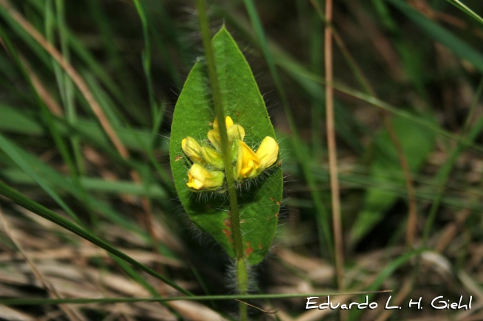 Eriosema tacuaremboense