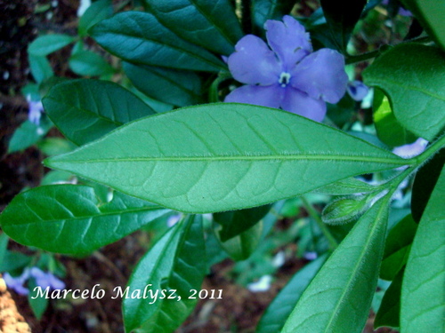 Brunfelsia cuneifolia