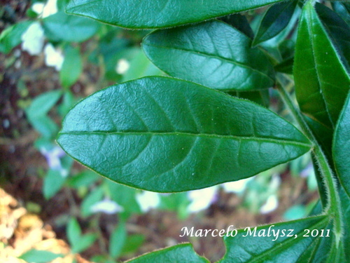 Brunfelsia cuneifolia