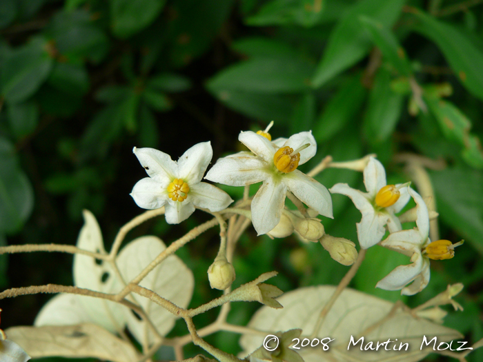 Solanum sanctaecatharinae