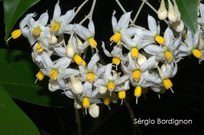 Solanum sanctaecatharinae