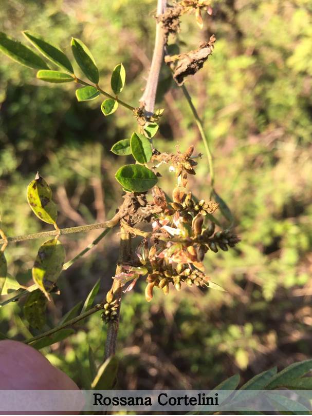 Indigofera suffruticosa